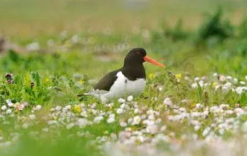 Grækarismessa